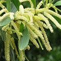 acacia mangium.jpg